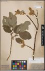 Foto von Salix caprea L.